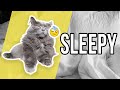 SLEEPY NEBELUNG CAT の動画、YouTube動画。