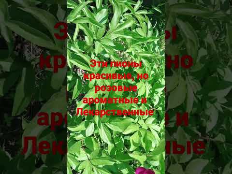 Рассада ( корневище)
