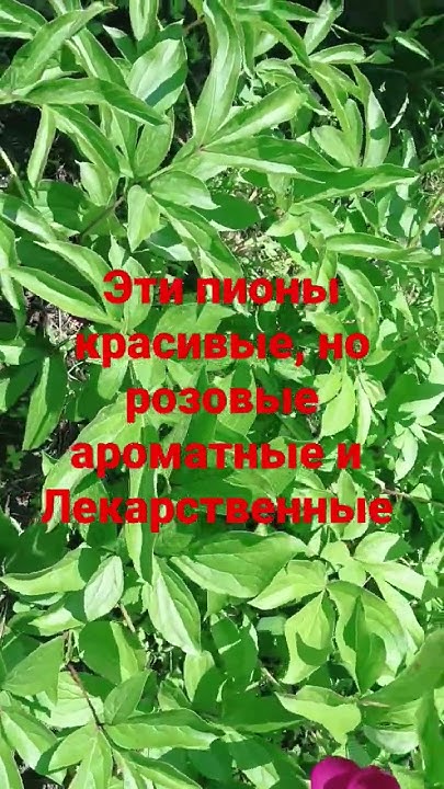 Рассада ( корневище) пионов #цветы #продажа #shorts #сорта клубники ...