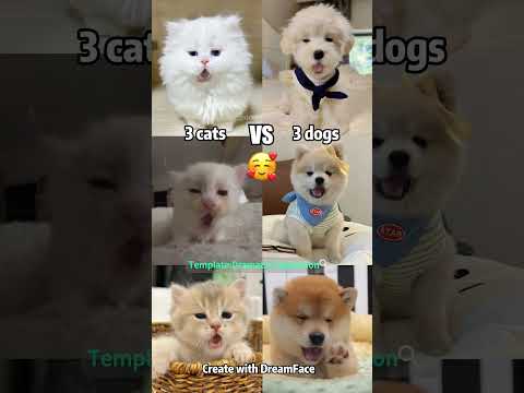 3 cats vs