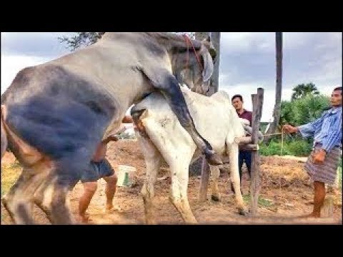 camera iphone 8 plus apk Amazing Brave boy Breeding cows How to Breds Cows in Cambodian Style របៀបបង្កាត់ពូជគោបាPart 01