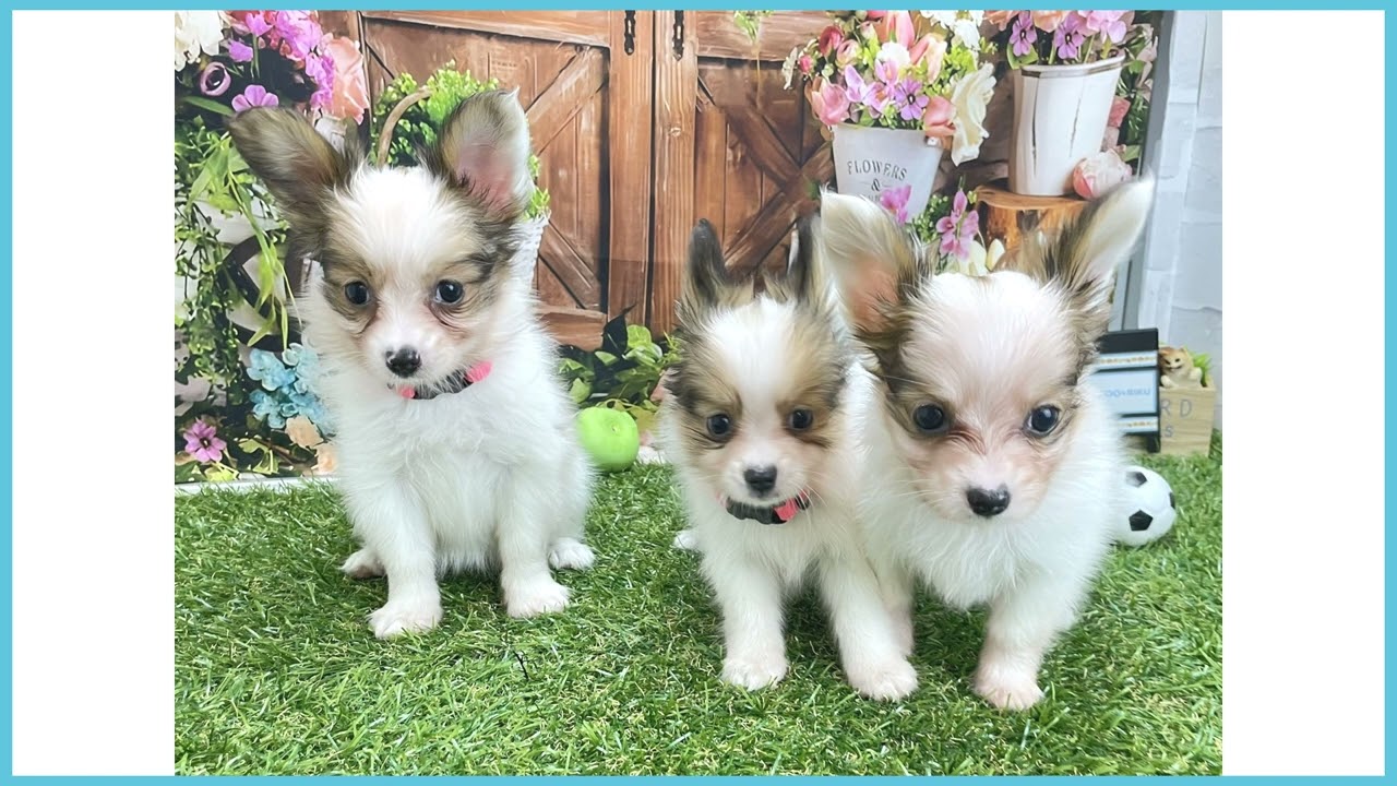 739722 パピヨン - YouTube