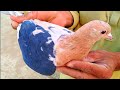 Top 10 pakistani different types of pigeons colors