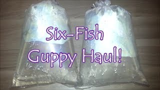 Six-Fish Guppy Haul!