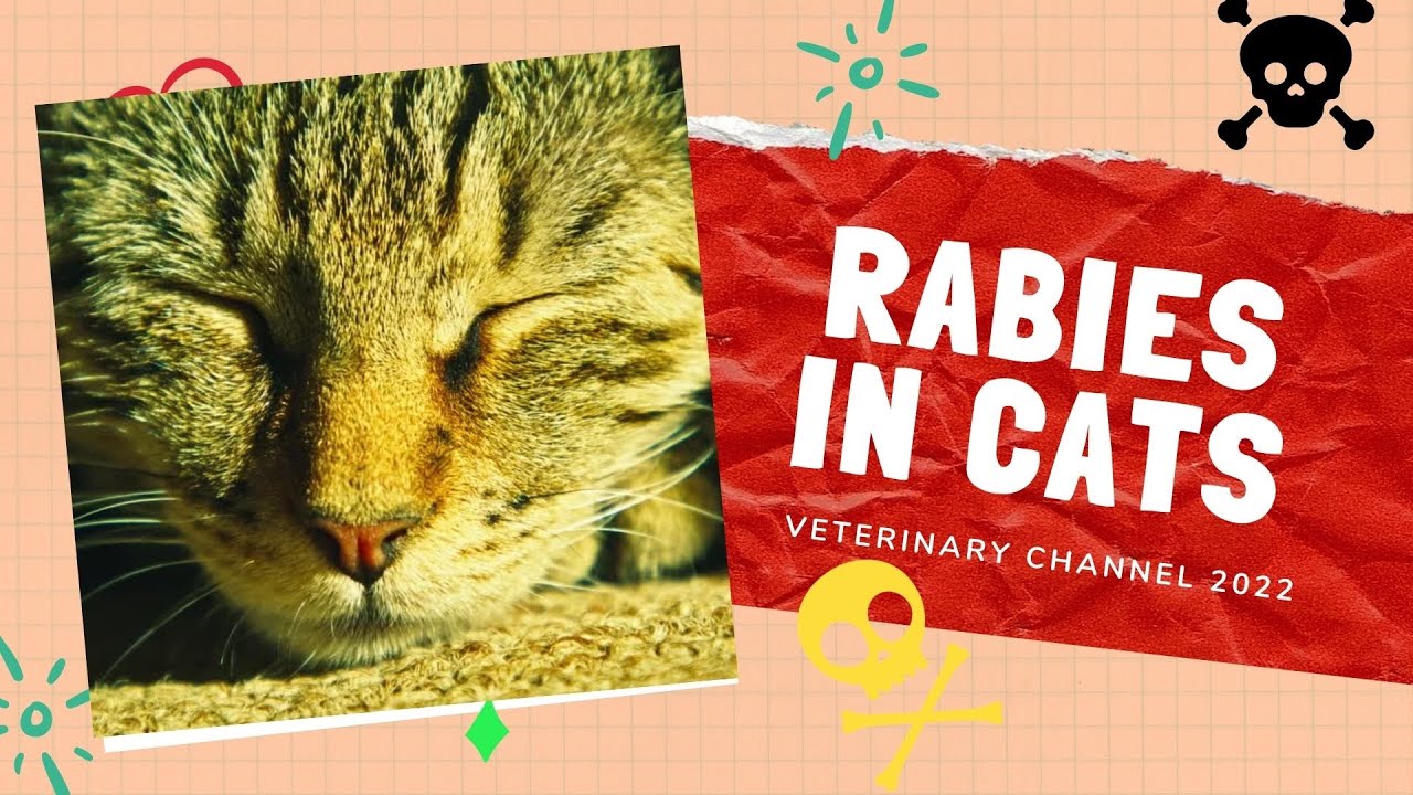 Rabies Symptoms In Cats cat-bite-guide-symptoms-and-first-aid