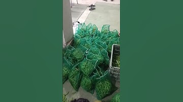 Exported Quality Fresh Mix Vegetables Sorting, Washing and Packing Process from Imran Traders. Pak