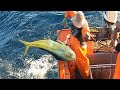 Grandes capturas de dorados gigantes en alta mar