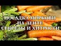 ПОСАДКА МОРКОВИ НА ЛЕНТЕ