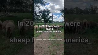 Most Sheep Farms Are Smaller Than You Think