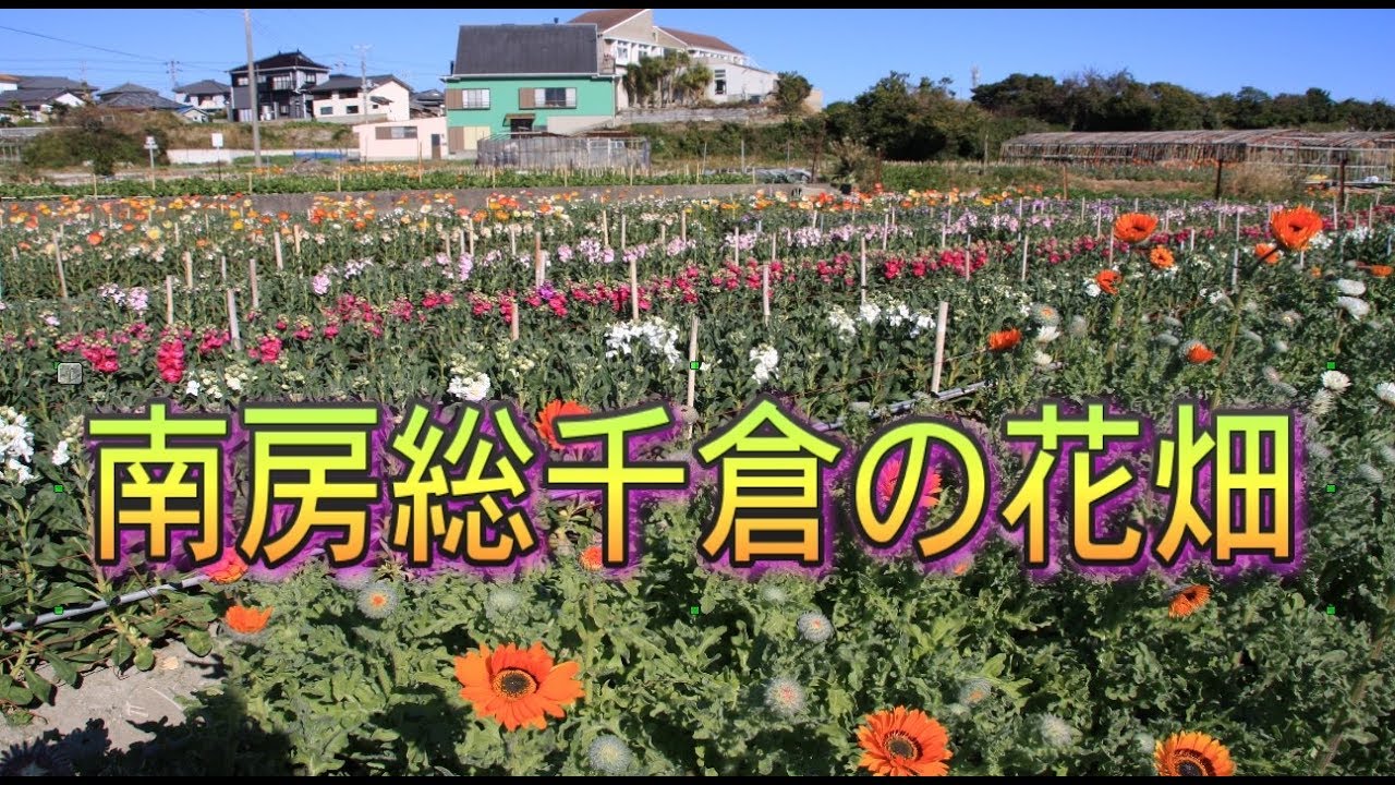 南房総千倉の花畑 海を眺められる花畑は 絵になる風景 Youtube