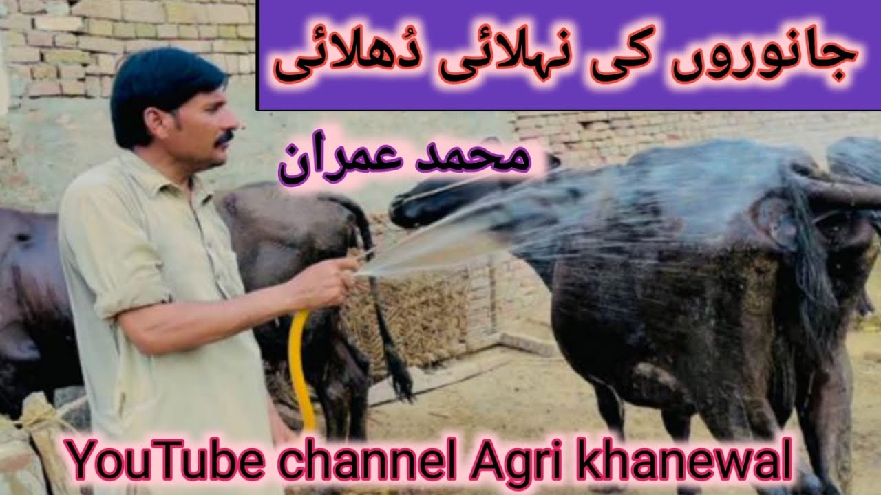 Asan tariky sy janwron ki nalahi dolahi ||جانوروں کی نہلائی اور دھلائی || @AgriKhanewal159