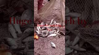 Traditional cast net fishing video #fishing #trending #foryou #fish #fyp #shorts #short #shortvideo