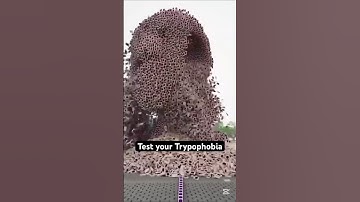 Test your Trypophobia #phobia #science #experiment