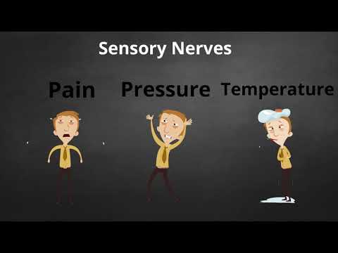Video: Welke zenuw levert thenar voortreffelijkheid?