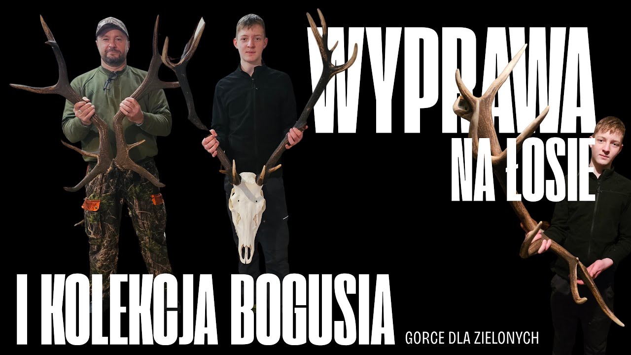 Mega wyprawa na łosie i cudowna kolekcja Bogusia. #zrzuty2026 #poroże #zrzuty #jelenie