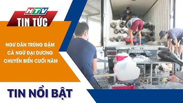 NGƯ DÂN TRÚNG ĐẬM CÁ NGỪ ĐẠI DƯƠNG CHUYẾN BIỂN CUỐI NĂM | HTV Tin Tức