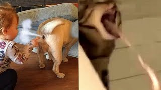 Best Funniest Dogs And Cats Fart Reaction | Pets SGlobals