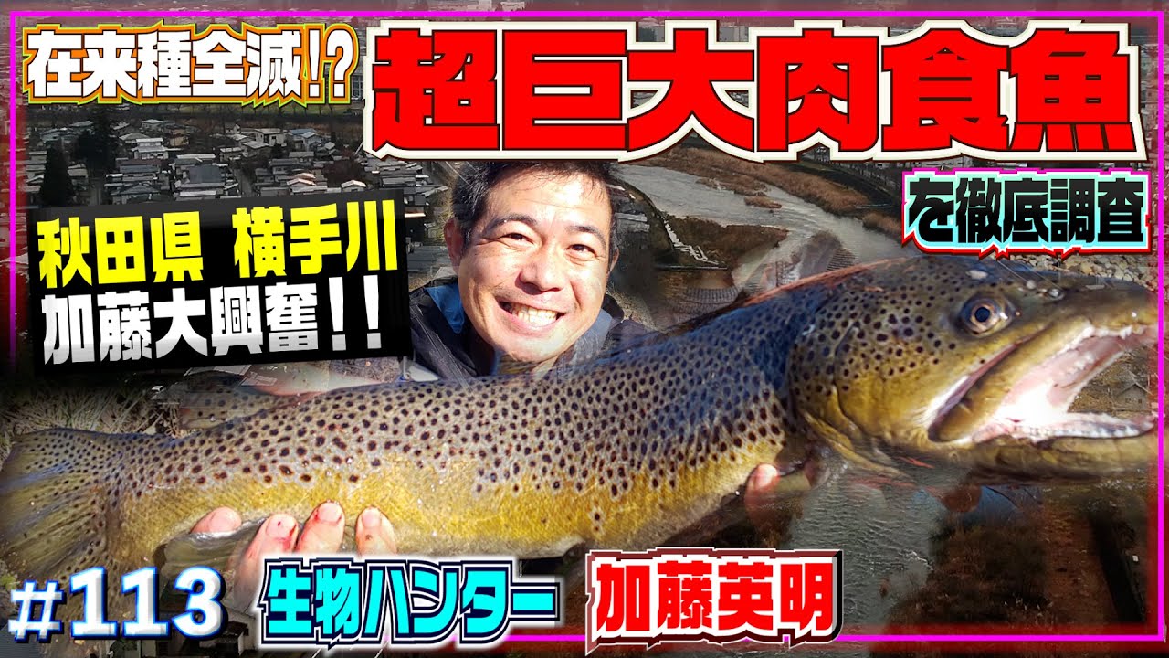 【超巨大肉食魚】異常事態！在来種が消えた！？ヨーロッパ原産ブラウントラウト捕獲作戦！≫生物ハンター加藤英明・Japan wild hunter