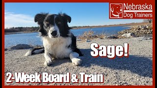 Sage | 10MO Border Collie | Off Leash Reliable Dog Training Lincoln, Nebraska