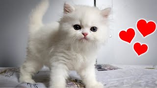 I Adopted a 7 Week Old Persian Kitten