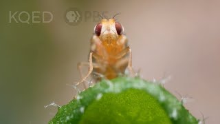 Leaf Miner Fly Babies Scribble All Over Your Salad | Deep Look