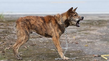 Siêu Phẩm H’mông Cộc Đuôi Vện Hổ 4 Tháng Tuổi Bản Năng Canh Gác Lãnh Thổ Là Số 1……