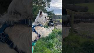 Cairn terrier waves at Scottish sheep