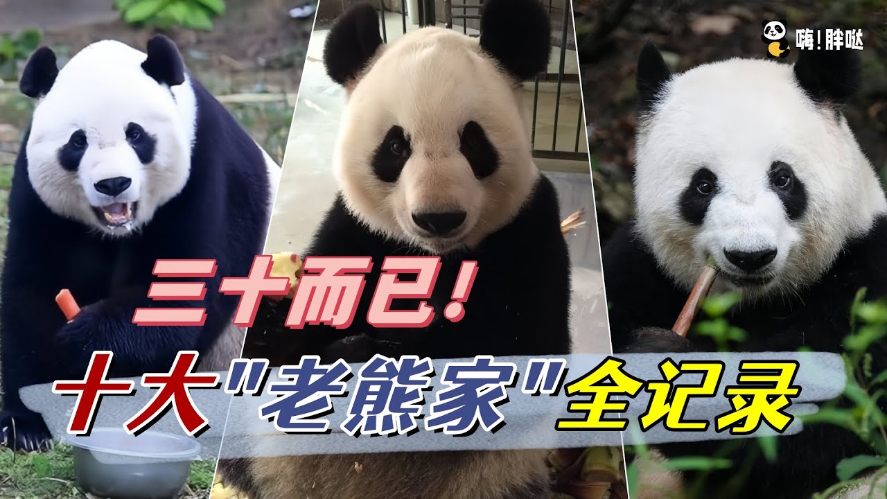 熊猫界的三十而已：盘点10位年龄超过30岁的“老熊家”，越老越俏，越老越调皮
