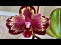 Мои цветущие орхидеи. Мини Марк, Биг Бенг, Сого Релекс, Моркови, Башмаки, Дорик, Псих ..