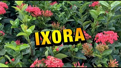 Como cultivar ixora no jardim?
