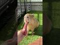 Capy loves potatoes 🍠🍠🍠 #capybara #cappiness