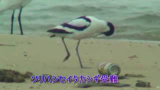 ソリハシセイタカシギ受難