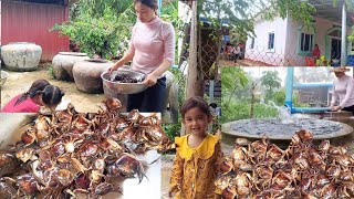 🦀👉ក្ដាមច្រើនណាស់ ចេញពេញវា ស្រែ ភ្លៀងធំរាជទឹកតាមវាល កាត់ទឹកតាមភូមិរហាច🦀