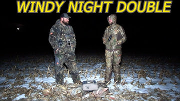 Calling Coyotes On A Windy Night!
