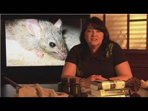 Mice & Rats : Where Do Rats Live? - YouTube