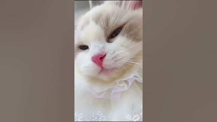 Video 4558061: cats kittens meowing cute, cat meowing angry, cats meowing loudly, meowing cat sound, funny cat