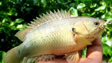 Câu cá rô đồng cá chốt thẹo con nước lên tập 2)@chuachactv