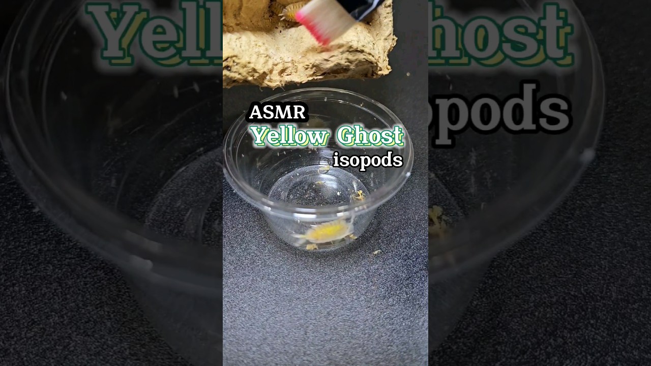 ASMR Bolivari Yellow Ghost isopods 