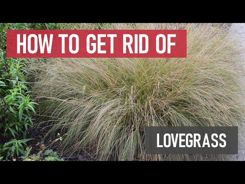 كيفية مكافحة عشبة الحب إدارة الأعشاب الضارة بنفسك