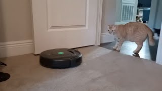 Zod and Cheddar vs. Roomba: Concerned Cats