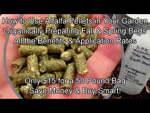 Video: Info Berkebun Alfalfa Meal - Penggunaan Dan Sumber Pupuk Alfalfa Meal