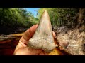 Swamp Exploration for Fossil Shark Teeth in Florida | Hunting for Megalodon Teeth