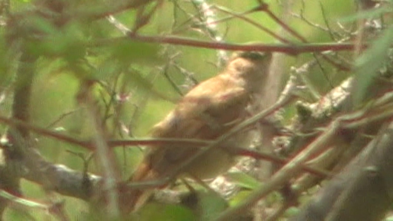 Rufous Nightingale 