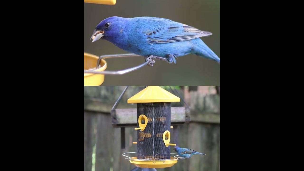 indigo bunting at the bird feeder. A small blue bird that only eats ...