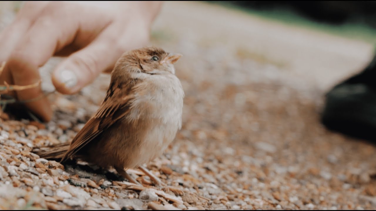 B-roll Sequence #1 – Tremont