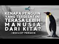 Kenapa Hidup Kita Terasa Seperti Penguin Ini? 