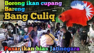 Borong ikan Cupang di pasar ikan hias Jatinegara