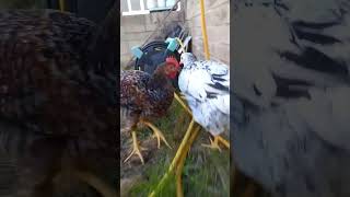 chicken run #chicken run #dash #chicken #you tube #foryoupage