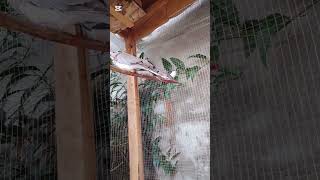 “Bird Lovers Can’t Miss This Video ❤️” #virulyoutube #growaccount #zebrafinch #parrotlife #100kviews