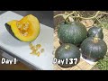 スーパーで買ったかぼちゃの種を取って植えてみると…  / How to grow squash from store bought squash